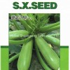 Jade No. 3 Early Mature Smooth Green Skin Squash Seeds