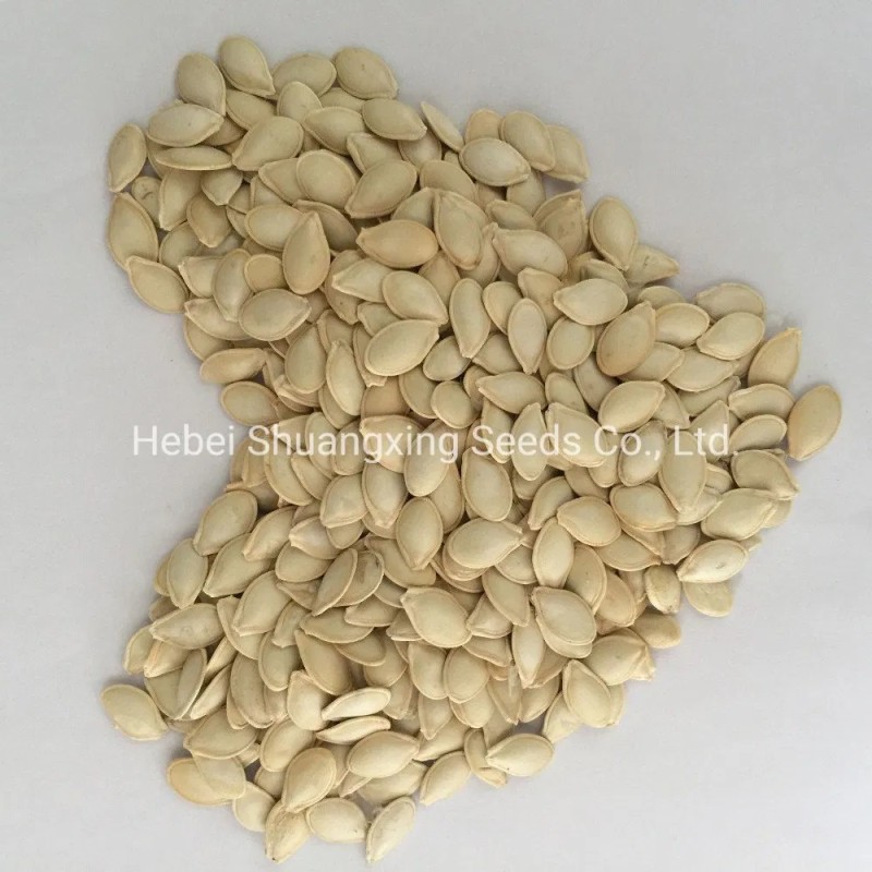 Jade No. 3 Early Mature Smooth Green Skin Squash Seeds