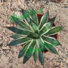 Cnplantport Agave Burnt Burgundy Export Seller Home Decor Bonsai Plants Wholesale