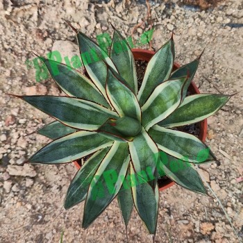 Cnplantport Agave Burnt Burgundy Export Seller Home Decor Bonsai Plants Wholesale