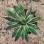 Cnplantport Agave Burnt Burgundy Export Seller Home Decor Bonsai Plants Wholesale