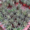 Cnplantport Agave Burnt Burgundy Export Seller Home Decor Bonsai Plants Wholesale