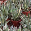 Cnplantport Agave Burnt Burgundy Export Seller Home Decor Bonsai Plants Wholesale