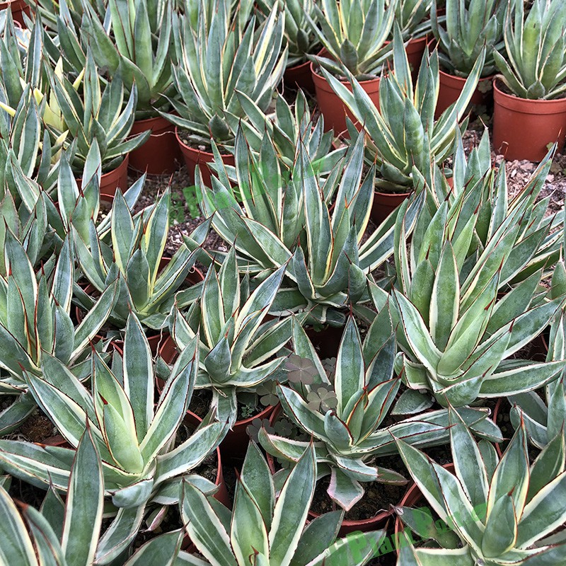 Cnplantport Agave Burnt Burgundy Export Seller Home Decor Bonsai Plants Wholesale