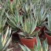 Cnplantport Agave Burnt Burgundy Export Seller Home Decor Bonsai Plants Wholesale