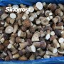 Professional IQF Mushrooms Manufacturer: Supplier of High-Quality IQF Boletus Edulis Wholes for Bulk Orders