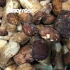 Professional IQF Mushrooms Manufacturer: Supplier of High-Quality IQF Boletus Edulis Wholes for Bulk Orders