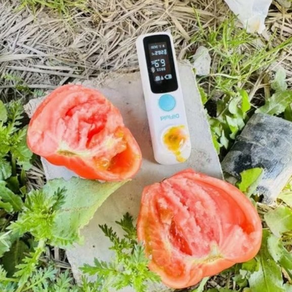 Big Size Taste Tomato Seeds Green Shoulder High Brix