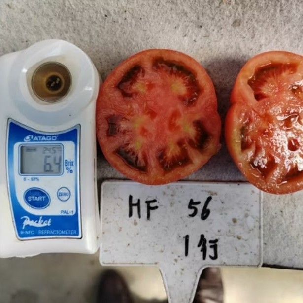 Big Size Taste Tomato Seeds Green Shoulder High Brix