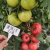 Big Size Taste Tomato Seeds Green Shoulder High Brix