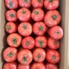 Big Size Taste Tomato Seeds Green Shoulder High Brix