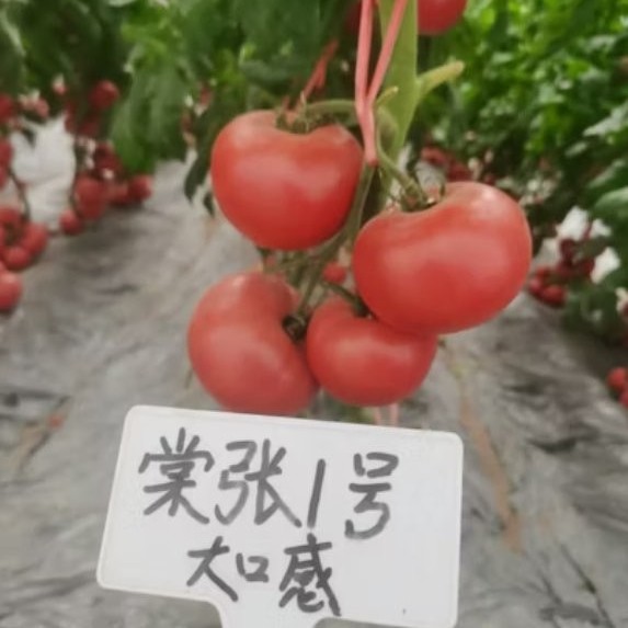 Big Size Taste Tomato Seeds Green Shoulder High Brix