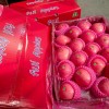 Chinese Best Hot Sale Good Quality Certificated High Quality Fresh Apple From China