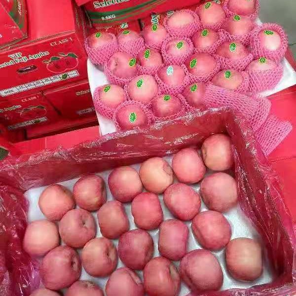 Chinese Best Hot Sale Good Quality Certificated High Quality Fresh Apple From China
