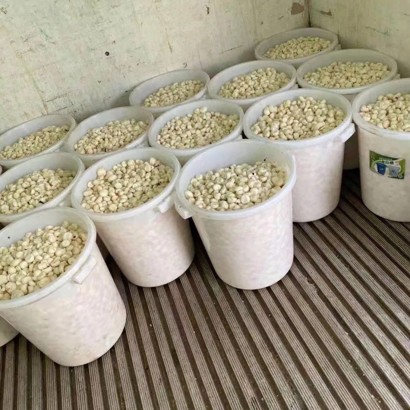 Water Chestnut Whole Slice Canned Vegetables Good Price