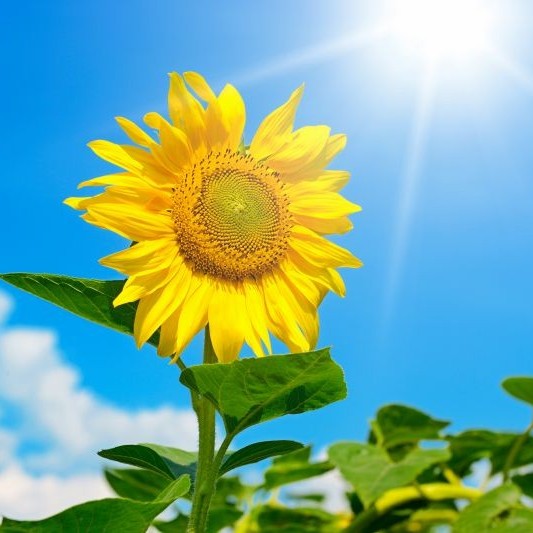 Best Sell Organic Non GMO Food Ingredient Fructo-Oligosaccharide Fos Powder and Syrup