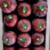 High Quality 100% Fresh Natural Plum Red Shells Produced in Vietnam at Competitive Prices