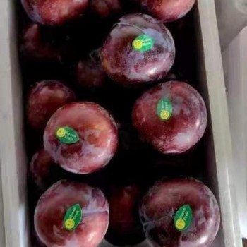 High Quality 100% Fresh Natural Plum Red Shells Produced in Vietnam at Competitive Prices