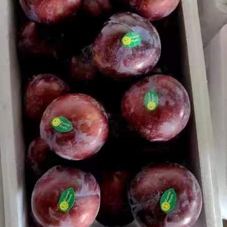 High Quality 100% Fresh Natural Plum Red Shells Produced in Vietnam at Competitive Prices