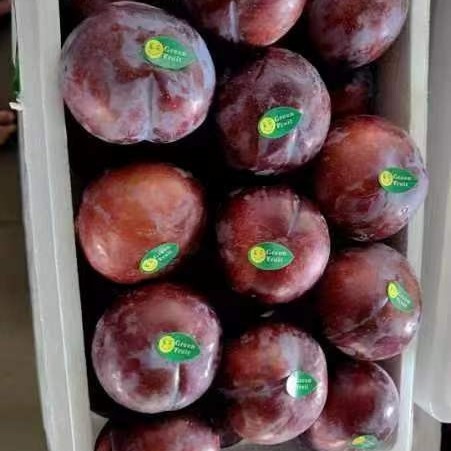 High Quality 100% Fresh Natural Plum Red Shells Produced in Vietnam at Competitive Prices