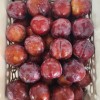 High Quality 100% Fresh Natural Plum Red Shells Produced in Vietnam at Competitive Prices