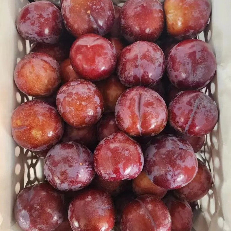 High Quality 100% Fresh Natural Plum Red Shells Produced in Vietnam at Competitive Prices