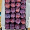 High Quality 100% Fresh Natural Plum Red Shells Produced in Vietnam at Competitive Prices