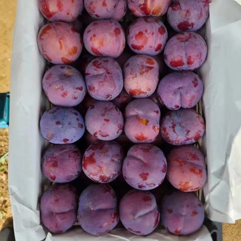 High Quality 100% Fresh Natural Plum Red Shells Produced in Vietnam at Competitive Prices