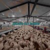 Automatic Chicken Chain Feeding Laying Box Poultry Equipment for Breeder Chicken