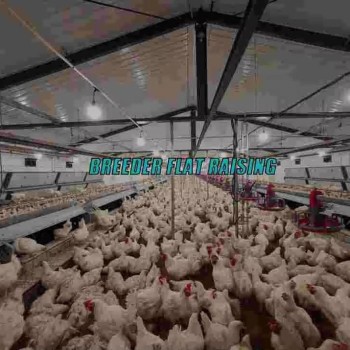 Automatic Chicken Chain Feeding Laying Box Poultry Equipment for Breeder Chicken