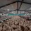 Automatic Chicken Chain Feeding Laying Box Poultry Equipment for Breeder Chicken