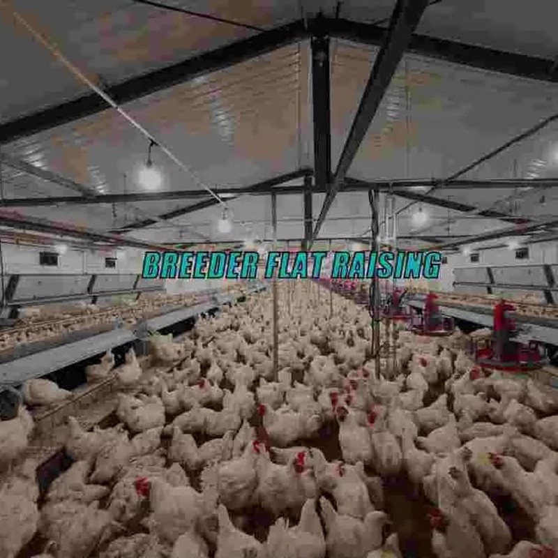 Automatic Chicken Chain Feeding Laying Box Poultry Equipment for Breeder Chicken