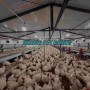 Automatic Chicken Chain Feeding Laying Box Poultry Equipment for Breeder Chicken