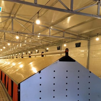 Automatic Chicken Chain Feeding Laying Box Poultry Equipment for Breeder Chicken