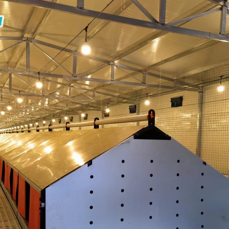 Automatic Chicken Chain Feeding Laying Box Poultry Equipment for Breeder Chicken