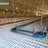 Automatic Chicken Chain Feeding Laying Box Poultry Equipment for Breeder Chicken