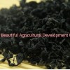 Hot Selling Soupmate Dark Green Color Edible Seaweed Dried Wakame Leaves Cut