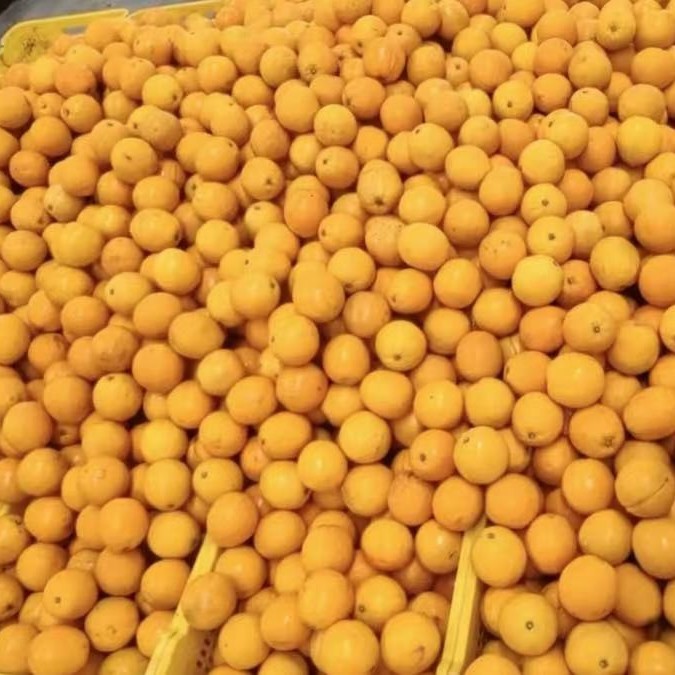 High Quality Fresh Fruits Fresh Oranges Summer Oranges From China
