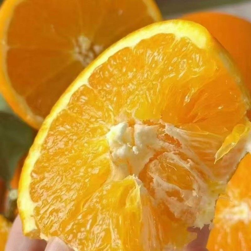 High Quality Fresh Fruits Fresh Oranges Summer Oranges From China