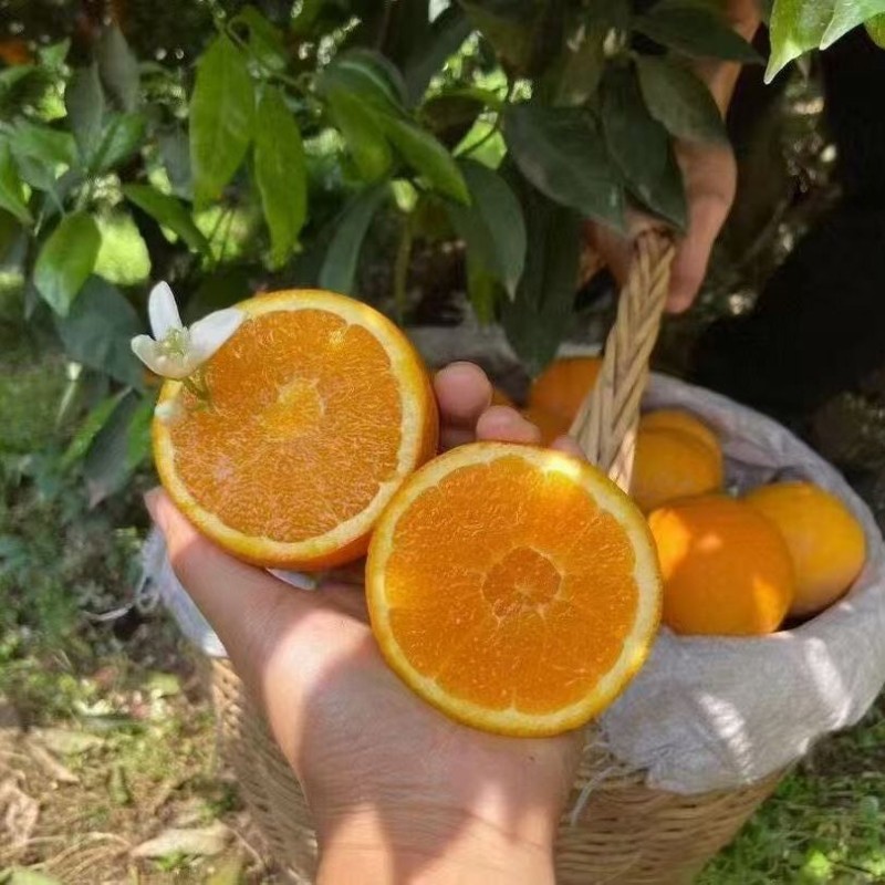 High Quality Fresh Fruits Fresh Oranges Summer Oranges From China