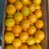 High Quality Fresh Fruits Fresh Oranges Summer Oranges From China