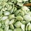 Pumpkin Seed Kernels New Crop Popular Chinese Snacks