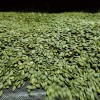 Pumpkin Seed Kernels New Crop Popular Chinese Snacks