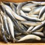 Wholesale Price Frozen Sardine for Bait with Best Quality