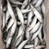 Wholesale Price Frozen Sardine for Bait with Best Quality