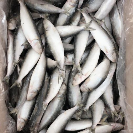 Wholesale Price Frozen Sardine for Bait with Best Quality