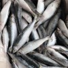 Wholesale Price Frozen Sardine for Bait with Best Quality