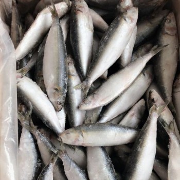 Wholesale Price Frozen Sardine for Bait with Best Quality