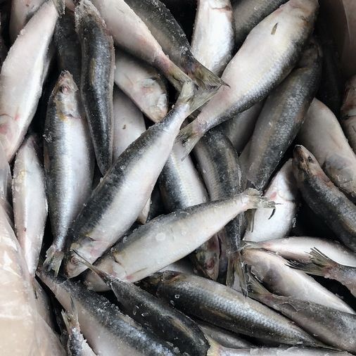 Wholesale Price Frozen Sardine for Bait with Best Quality