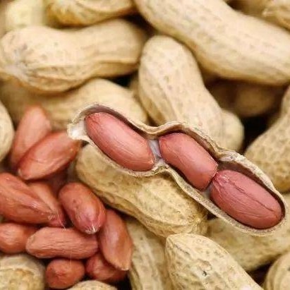 Factory Price Wholesale Peeled Blanched Raw Peanut Kernel HACCP with Without Shell Organic Natural Peanut From China